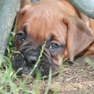 Meet your Posher, Bonnie